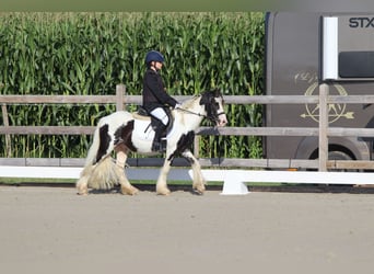 Tinker, Wallach, 4 Jahre, 120 cm, Schecke
