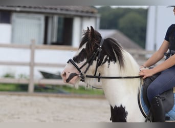 Tinker, Wallach, 4 Jahre, 120 cm, Schecke