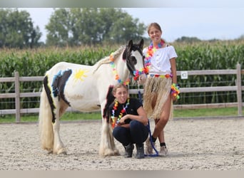 Tinker, Wallach, 4 Jahre, 120 cm, Schecke