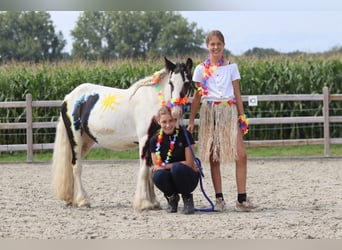 Tinker, Wallach, 4 Jahre, 120 cm, Schecke