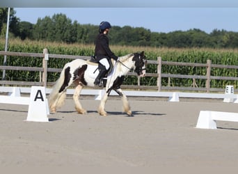 Tinker, Wallach, 4 Jahre, 120 cm, Schecke
