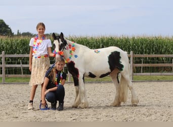 Tinker, Wallach, 4 Jahre, 120 cm, Schecke