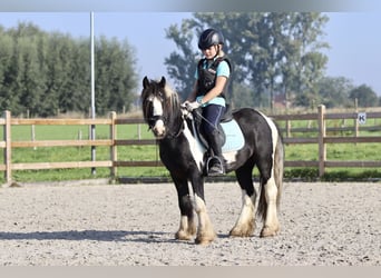 Tinker, Wallach, 4 Jahre, 120 cm, Schecke