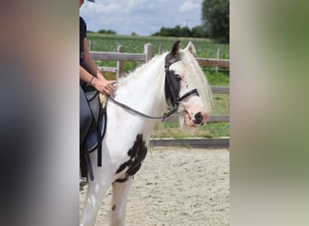 Tinker, Wallach, 4 Jahre, 122 cm, Schecke