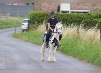 Tinker, Wallach, 4 Jahre, 122 cm, Schecke