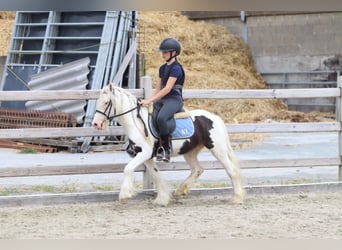 Tinker, Wallach, 4 Jahre, 122 cm, Schecke
