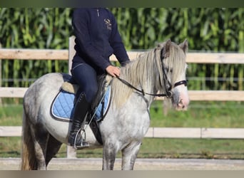 Tinker, Wallach, 4 Jahre, 123 cm, Blauschimmel
