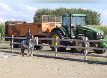 Tinker, Wallach, 4 Jahre, 123 cm, Blauschimmel