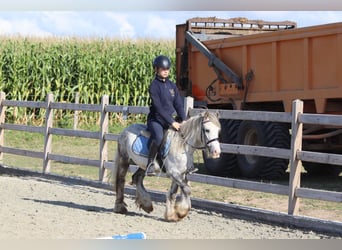 Tinker, Wallach, 4 Jahre, 123 cm, Blauschimmel