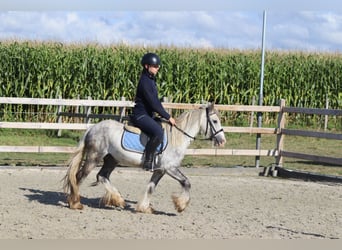 Tinker, Wallach, 4 Jahre, 123 cm, Blauschimmel