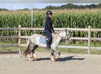 Tinker, Wallach, 4 Jahre, 123 cm, Blauschimmel