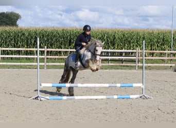 Tinker, Wallach, 4 Jahre, 123 cm, Blauschimmel