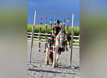 Tinker, Wallach, 4 Jahre, 124 cm, Schecke