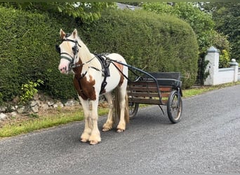 Tinker, Wallach, 4 Jahre, 124 cm, Schecke