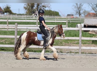 Tinker, Wallach, 4 Jahre, 124 cm, Schecke