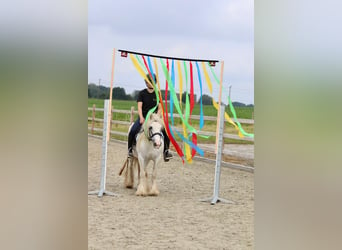 Tinker, Wallach, 4 Jahre, 125 cm, Schecke