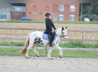 Tinker, Wallach, 4 Jahre, 126 cm, Schecke