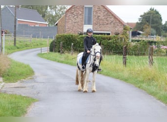 Tinker, Wallach, 4 Jahre, 126 cm, Schecke