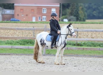 Tinker, Wallach, 4 Jahre, 126 cm, Schecke