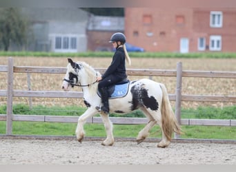 Tinker, Wallach, 4 Jahre, 126 cm, Schecke