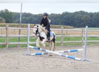 Tinker, Wallach, 4 Jahre, 126 cm, Schecke