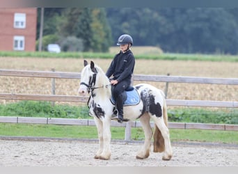 Tinker, Wallach, 4 Jahre, 126 cm, Schecke