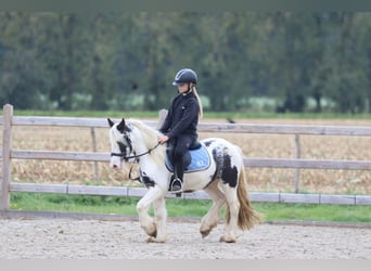 Tinker, Wallach, 4 Jahre, 126 cm, Schecke