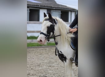 Tinker, Wallach, 4 Jahre, 126 cm, Schecke