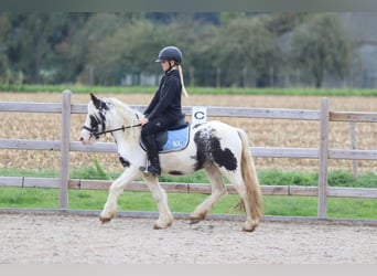 Tinker, Wallach, 4 Jahre, 126 cm, Schecke