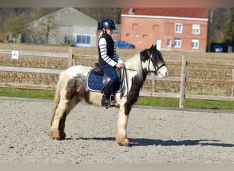 Tinker, Wallach, 4 Jahre, 127 cm, Schecke