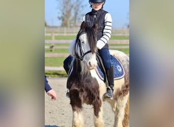 Tinker, Wallach, 4 Jahre, 127 cm, Schecke