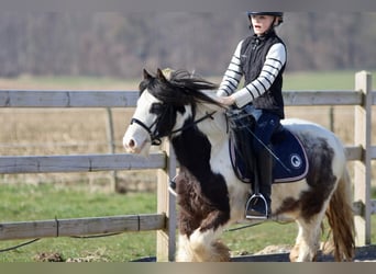 Tinker, Wallach, 4 Jahre, 127 cm, Schecke