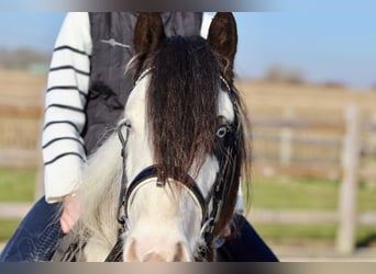 Tinker, Wallach, 4 Jahre, 127 cm, Schecke