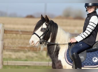 Tinker, Wallach, 4 Jahre, 127 cm, Schecke