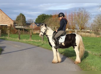 Tinker, Wallach, 4 Jahre, 127 cm, Schecke