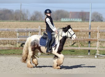 Tinker, Wallach, 4 Jahre, 127 cm, Schecke