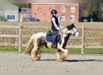 Tinker, Wallach, 4 Jahre, 127 cm, Schecke