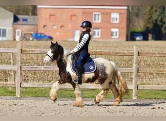 Tinker, Wallach, 4 Jahre, 127 cm, Schecke