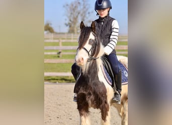 Tinker, Wallach, 4 Jahre, 127 cm, Schecke