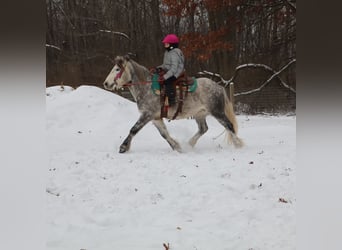 Tinker, Wallach, 4 Jahre, 127 cm, Schimmel