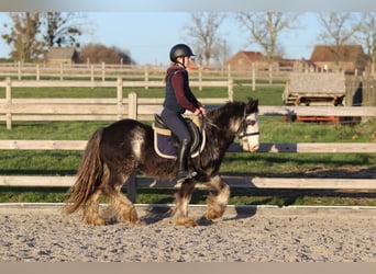 Tinker, Wallach, 4 Jahre, 128 cm, Dunalino