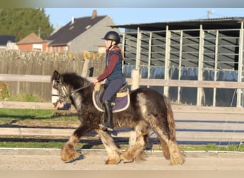 Tinker, Wallach, 4 Jahre, 128 cm, Dunalino
