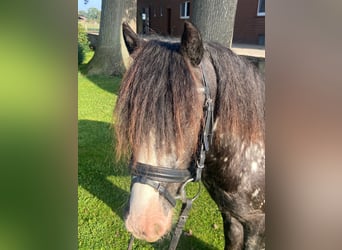Tinker, Wallach, 4 Jahre, 130 cm, Dunkelbrauner