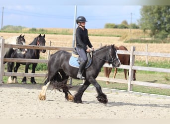 Tinker, Wallach, 4 Jahre, 130 cm, Rappe