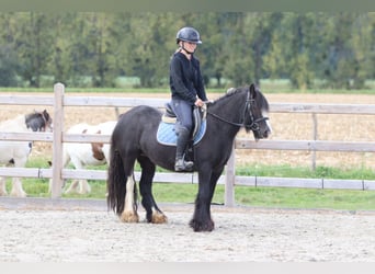 Tinker, Wallach, 4 Jahre, 130 cm, Rappe