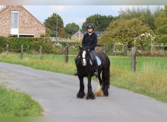 Tinker, Wallach, 4 Jahre, 130 cm, Rappe