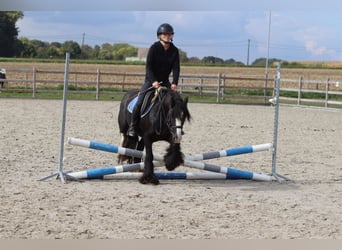 Tinker, Wallach, 4 Jahre, 130 cm, Rappe