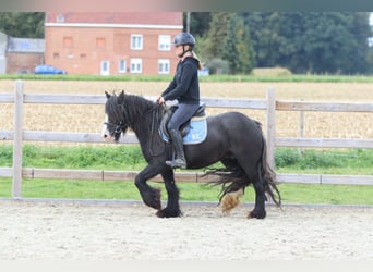 Tinker, Wallach, 4 Jahre, 130 cm, Rappe