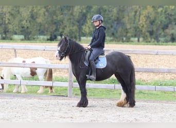 Tinker, Wallach, 4 Jahre, 130 cm, Rappe