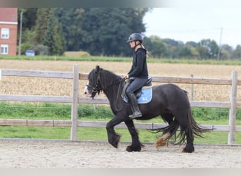 Tinker, Wallach, 4 Jahre, 130 cm, Rappe